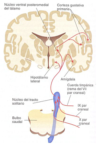 Nutrición